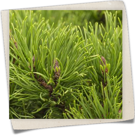 Berg-Kiefer 'Winter Gold' Berg-Kiefer 'Winter Gold'