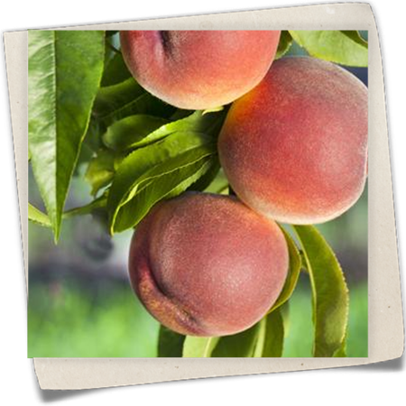 Pfirsich 'Benedicte' Pfirsich 'Benedicte'