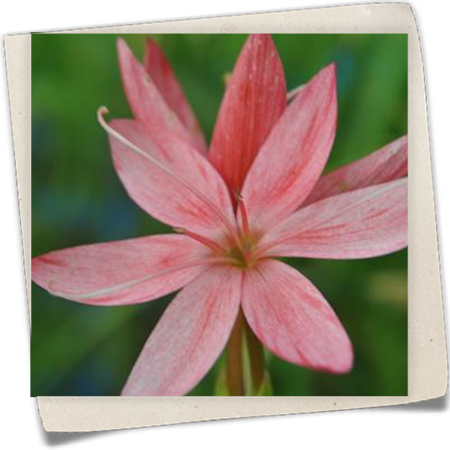 Spaltgriffel Spaltgriffel