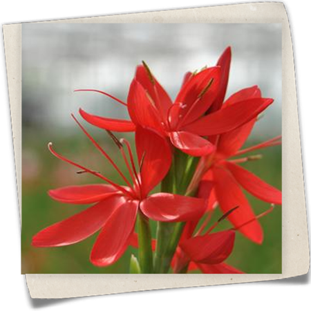 Garten-Spaltgriffel 'Major' Garten-Spaltgriffel 'Major'