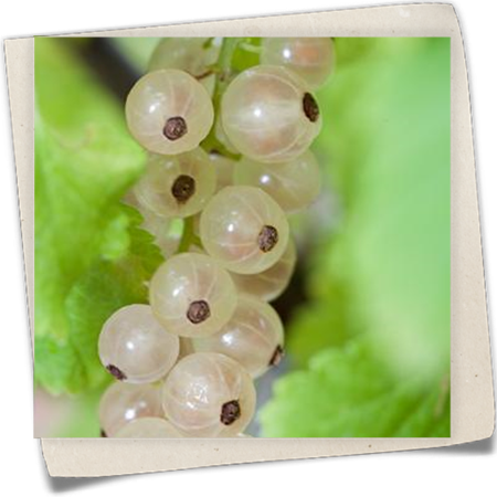 Johannisbeere 'Weiße Versailler' Johannisbeere 'Weiße Versailler'