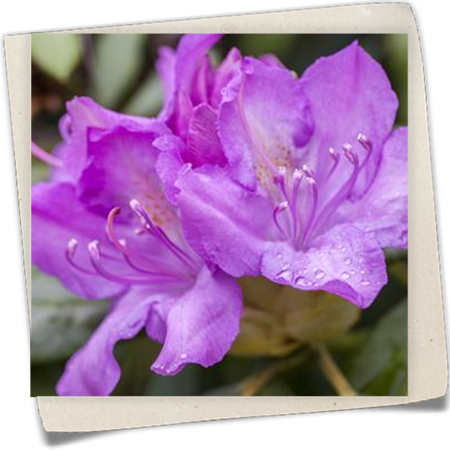 Catawba-Rhododendron Catawba-Rhododendron