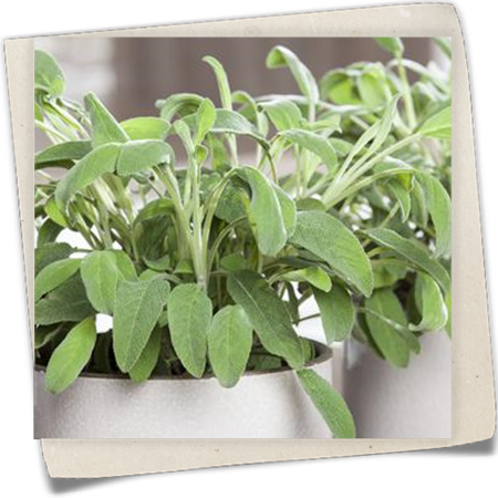 Garten-Salbei Garten-Salbei