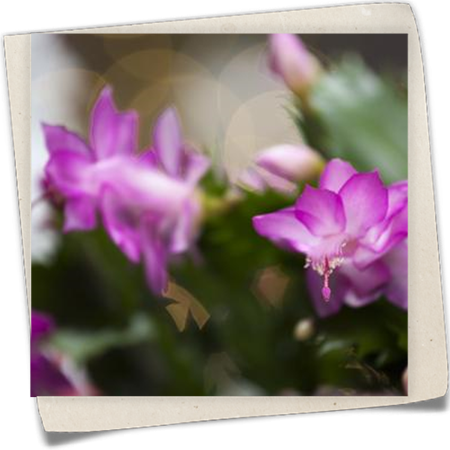 Weihnachts-Kaktus Weihnachts-Kaktus