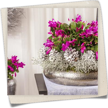 Weihnachtskaktus Weihnachtskaktus