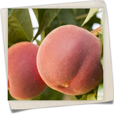 Pfirsich 'Red Haven'® Pfirsich 'Red Haven'®