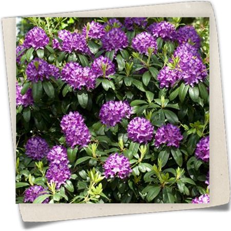 Catawba-Rhododendron 'Grandiflorum' Catawba-Rhododendron 'Grandiflorum'