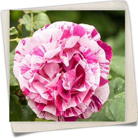 Portland-Rose Portland-Rose