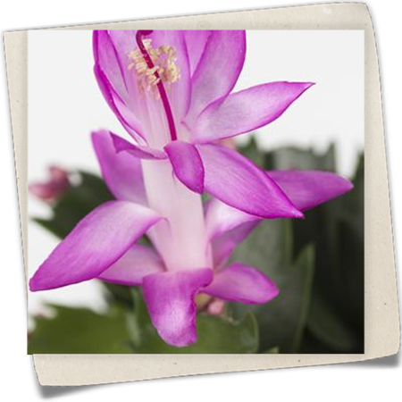 Weihnachtskaktus 'Thor' Weihnachtskaktus 'Thor'