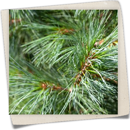 Kleine Tränenkiefer 'Densa Hill' Kleine Tränenkiefer 'Densa Hill'