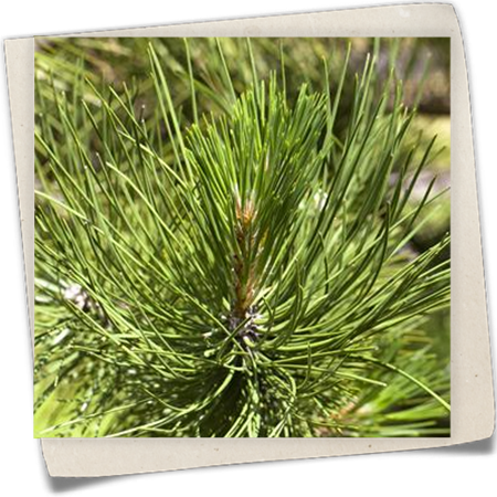 Schwerin-Kiefer 'Wiethorst' Schwerin-Kiefer 'Wiethorst'