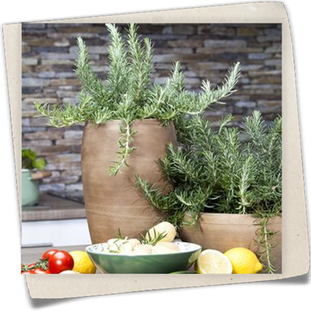 Mattenförmiger Garten-Rosmarin Mattenförmiger Garten-Rosmarin