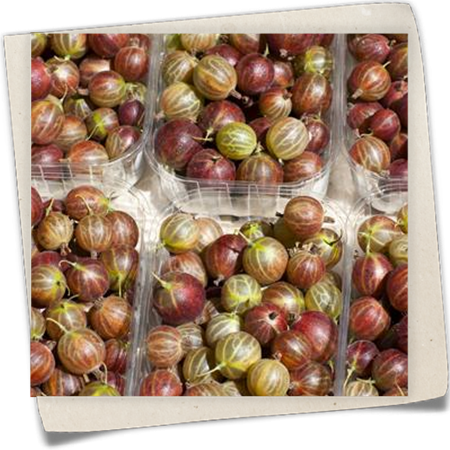 Stachelbeere 'Hinnonmäki' Stachelbeere 'Hinnonmäki'