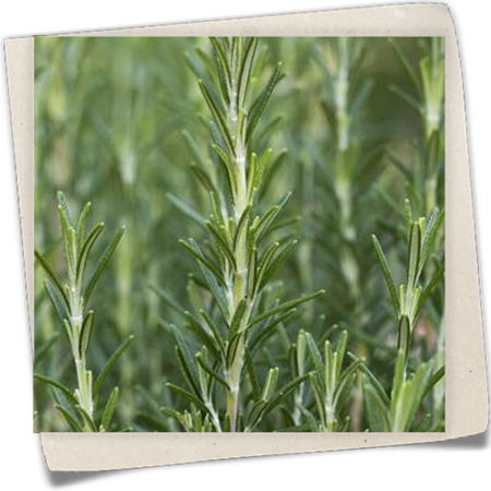 Garten-Rosmarin 'Arp' Garten-Rosmarin 'Arp'