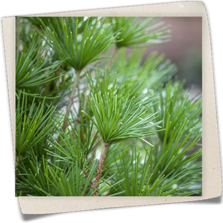 Japanische Schirmtanne Japanische Schirmtanne