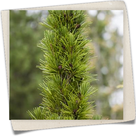 Japanische Schirmtanne 'Green Star' Japanische Schirmtanne 'Green Star'