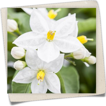 Jasminblütiger Nachtschatten Jasminblütiger Nachtschatten