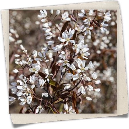 Säulen-Felsenbirne 'Rainbow Pillar'® Säulen-Felsenbirne 'Rainbow Pillar'®