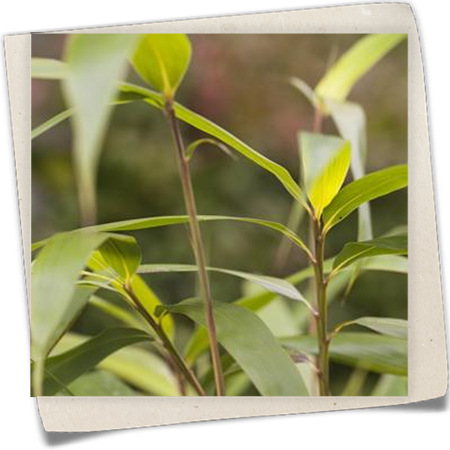 Maketebambus Maketebambus