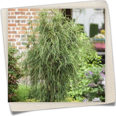 Morgenländischer Lebensbaum Morgenländischer Lebensbaum