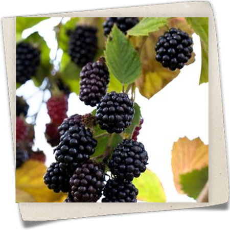 Brombeere 'Loch Tay' Brombeere 'Loch Tay'