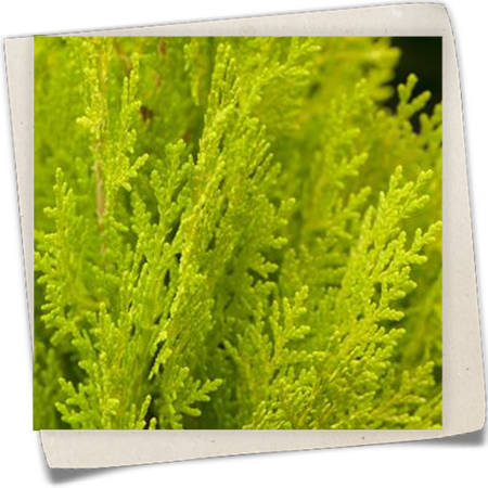 Chin. Lebensbaum 'Elegantissima' Chin. Lebensbaum 'Elegantissima'