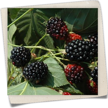 Brombeere 'Apache' Brombeere 'Apache'