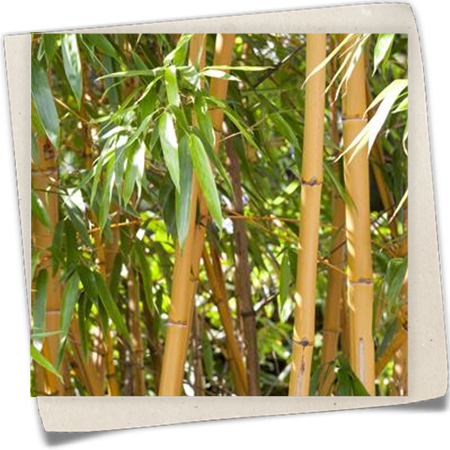 Goldrohrbambus Goldrohrbambus