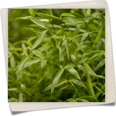 Gelber Bambus Gelber Bambus