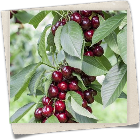 Süßkirsche 'Lapins' Süßkirsche 'Lapins'