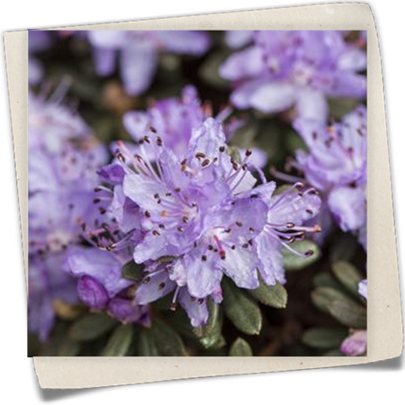 Kleinblättriger Rhododendron Kleinblättriger Rhododendron