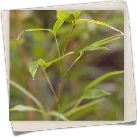 Gelbgruben-Flachrohrbambus 'Spectabilis' Gelbgruben-Flachrohrbambus 'Spectabilis'