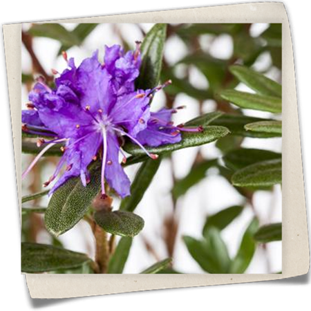 Kleinblättriger Rhododendron 'Azurika' Kleinblättriger Rhododendron 'Azurika'