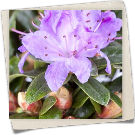 Kleinblättriger Rhododendron 'Blue Tit' Kleinblättriger Rhododendron 'Blue Tit'