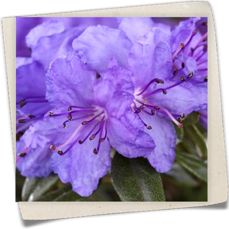 Kleinblättriger Rhododendron 'Saint Merryn' Kleinblättriger Rhododendron 'Saint Merryn'