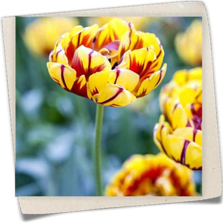 Tulpe 'Golden Nizza' Tulpe 'Golden Nizza'