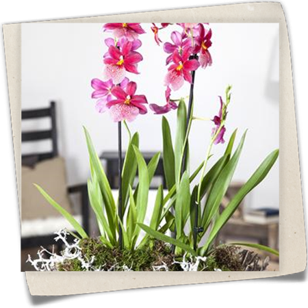 Cambria-Orchidee Cambria-Orchidee