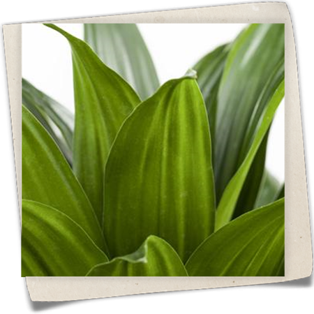 Drachenbaum 'Compacta' Drachenbaum 'Compacta'