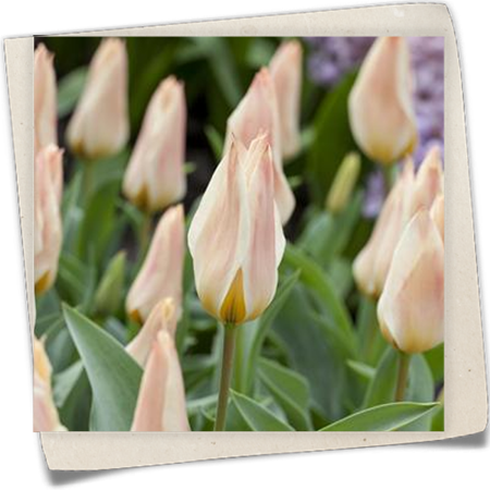 Tulpe 'Für Elise' Tulpe 'Für Elise'