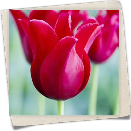 Tulpe 'Red Riding Hood' Tulpe 'Red Riding Hood'