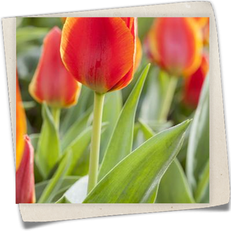 Tulpe 'Treasure' Tulpe 'Treasure'