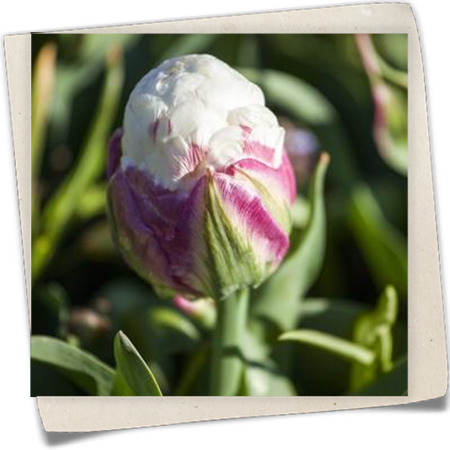 Tulpe 'Ice Cream' Tulpe 'Ice Cream'
