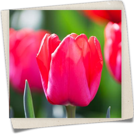 Tulpe 'Ile de France' Tulpe 'Ile de France'