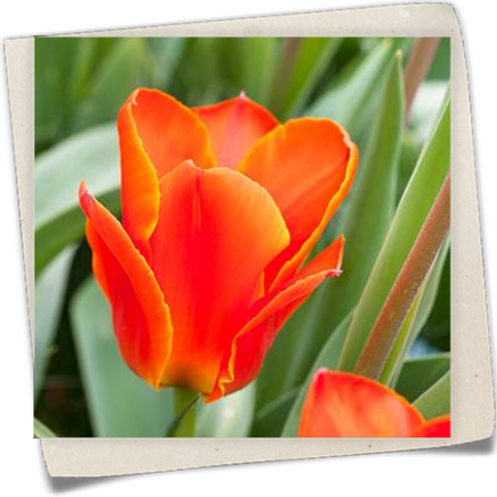 Seerosen-Tulpe 'Early Harvest' Seerosen-Tulpe 'Early Harvest'