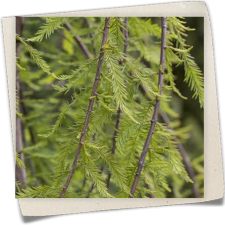 Sumpfzypresse 'Cascade Falls'® Sumpfzypresse 'Cascade Falls'®