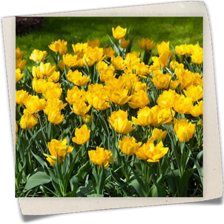 Tulpe 'Monte Carlo' Tulpe 'Monte Carlo'