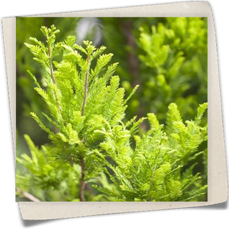 Sumpfzypresse 'Peve Minaret' Sumpfzypresse 'Peve Minaret'