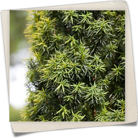 Heimische Eibe Heimische Eibe