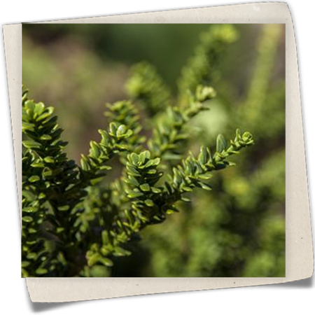 Eibe 'Amersfoort' Eibe 'Amersfoort'