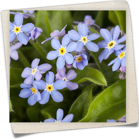Wald-Vergissmeinnicht Wald-Vergissmeinnicht